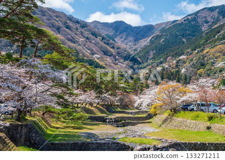 Cherry blossoms in Yoro Park: A spectacular view from Matsukaze Bridge (Yoro Town, Yoro District, Gifu Prefecture) Cherry blossoms in Yoro Park: A spectacular view from Matsukaze Bridge (Yoro Town, Yoro District, Gifu Prefecture) 133271211