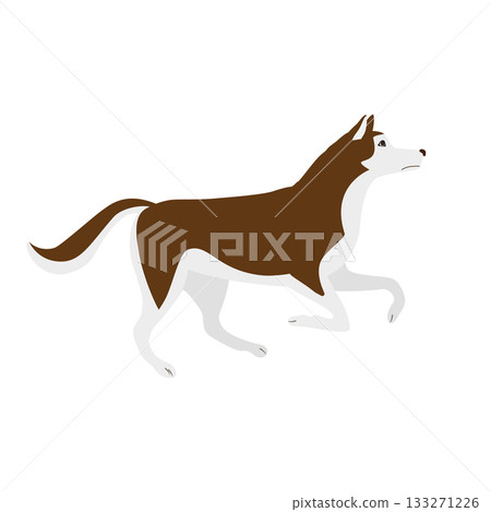 Vector flat hand drawn running husky dog 133271226