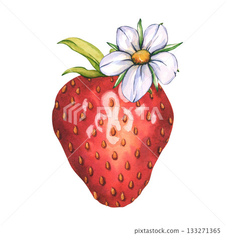 Watercolor illustration of a red strawberry with a white flower on top. Whole strawberries and white flower. Ripe sliced strawberries clip art for tea, jam, cosmetics label Watercolor illustration of a red strawberry with a white flower on top. Whole strawberries and white flower. Ripe sliced strawberries clip art for tea, jam, cosmetics label 133271365