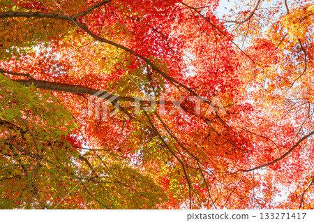 明亮的秋葉 133271417