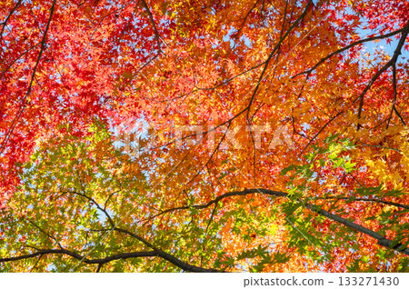 Bright autumn leaves Bright autumn leaves 133271430