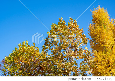 Ginkgo tree with yellow leaves against the blue sky 133271440