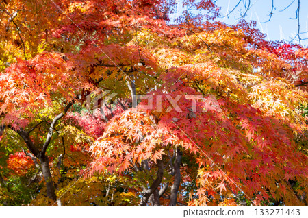 Momiji stained with the color of autumn Momiji stained with the color of autumn 133271443