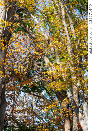 Bright autumn leaves Bright autumn leaves 133271449