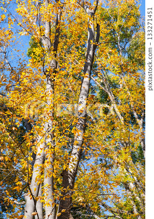 Bright autumn leaves Bright autumn leaves 133271451