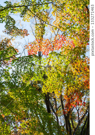 Bright autumn leaves 133271463