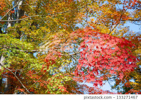 Bright autumn leaves 133271467