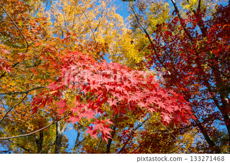 Bright autumn leaves 133271468