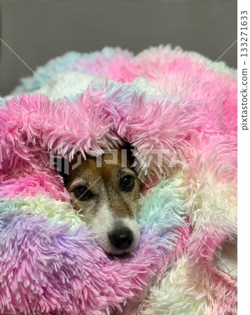 Cute Dog In Colorful Fluffy Blanket Cute Dog In Colorful Fluffy Blanket 133271633