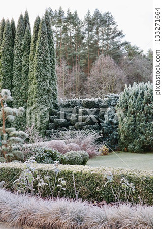 Winter garden scene depicting frosted evergreen plants, sculpted hedges, ornamental grasses, and tall cypress trees under a clear sky Winter garden scene depicting frosted evergreen plants, sculpted hedges, ornamental grasses, and tall cypress trees under a clear sky 133271664