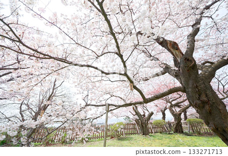 Cherry blossoms at Matsumae castle Cherry blossoms at Matsumae castle 133271713