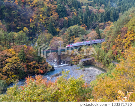 [Akita Shinkansen] Limited Express Komachi passing through a valley with autumn leaves 133271750