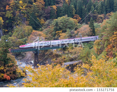【秋田新幹線】特快列車小町號穿過秋葉環繞的山谷 133271758