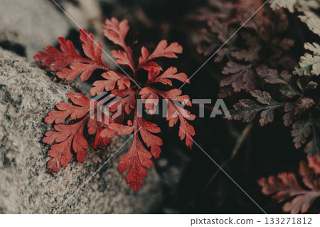 Vibrant red leaves in a natural, moody forest setting. The image captures the beauty of nature with striking red and purple leaves Autumnal background Vibrant red leaves in a natural, moody forest setting. The image captures the beauty of nature with striking red and purple leaves Autumnal background 133271812