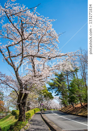 Cherry blossoms at Yoro Park (Yoro Town, Yoro District, Gifu Prefecture) Cherry blossoms at Yoro Park (Yoro Town, Yoro District, Gifu Prefecture) 133271834