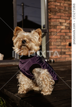Yorkshire Terrier relaxing outdoors on a wooden terrace in sunlight, wearing a purple dog jacket. Cute domestic animal theme. A lapdog with brown fur. 133271868