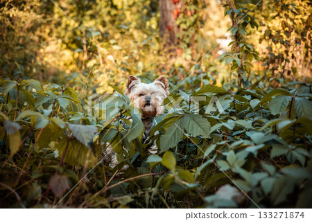 Cute Yorkshire Terrier dog among green leaves in the forest. Small pet exploring nature outdoors. Adorable little dog portrait perfect for pet lovers, lifestyle, animals, and natural backgrounds. 133271874