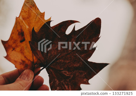 Autumn leaves held in hand against a blurred background. Close-up shot of a hand holding two colorful autumn leaves, showcasing their intricate textures and vibrant hues. Autumn leaves held in hand against a blurred background. Close-up shot of a hand holding two colorful autumn leaves, showcasing their intricate textures and vibrant hues. 133271925