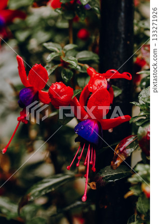Vibrant flowers with striking red purple hues, with water droplets. The beauty of fuchsia blooms, their wet petals a red and purple. The droplets of water add a fresh, natural feel to autumnal scene. Vibrant flowers with striking red purple hues, with water droplets. The beauty of fuchsia blooms, their wet petals a red and purple. The droplets of water add a fresh, natural feel to autumnal scene. 133271926