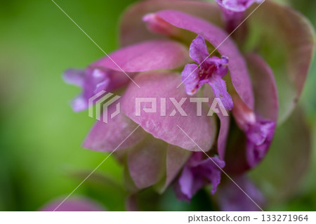 牛至肯特美女與可愛的粉紅色花朵 133271964
