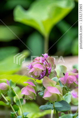 牛至肯特美女與可愛的粉紅色花朵 133271965