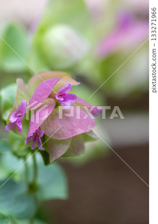 Oregano Kent Beauty with cute pink flowers 133271966