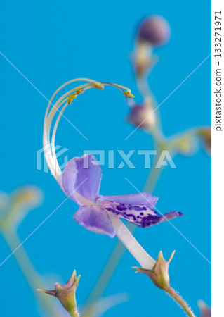 Close-up of a Japanese hollyhock against a blue background 133271971