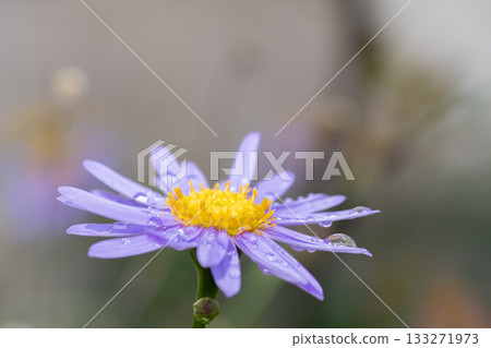 Purple chrysanthemum after the rain 133271973