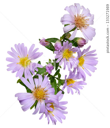 Branch of blossoming lilac perennial asters with a yellow center 133271989