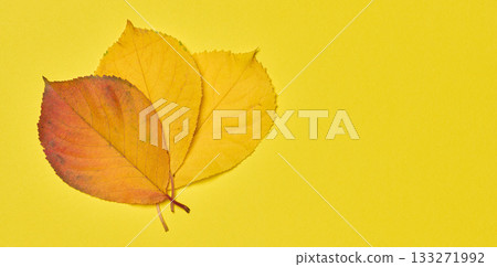 Red and yellow leaves on a yellow background, top view 133271992