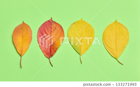 Red and yellow leaves on a green background, top view Red and yellow leaves on a green background, top view 133271993