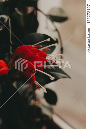A striking lipstick plant, its vivid red flowers contrasting beautifully with the dark green foliage on a brown wooden background. The soft lighting adds a touch of elegance Houseplant in home garden. 133272197