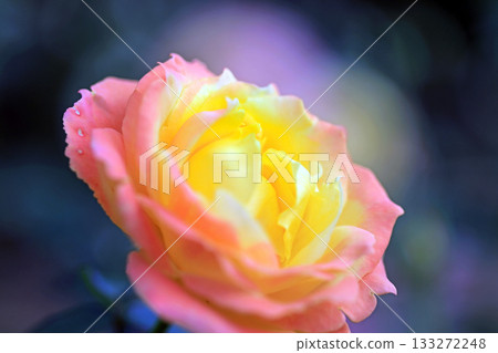 The fragrant world of autumn roses The fragrant world of autumn roses 133272248