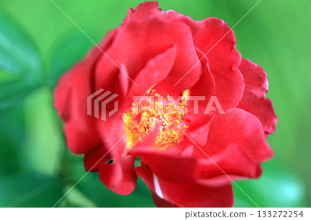 The fragrant world of autumn roses 133272254
