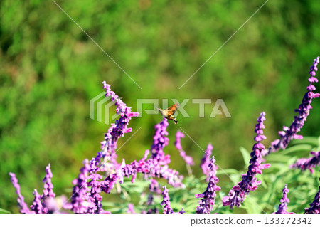 斑點天蛾的飛行 133272342