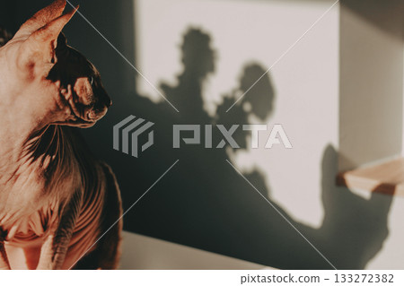 Minimalist photo of a sphynx cat in warm sunlight with dramatic shadows on the wall. Modern aesthetic, cozy atmosphere, natural light, pet portrait Minimalist photo of a sphynx cat in warm sunlight with dramatic shadows on the wall. Modern aesthetic, cozy atmosphere, natural light, pet portrait 133272382