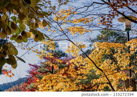 Autumn scenery of the Kiso Fukushima Kozenji Temple grounds 133272394