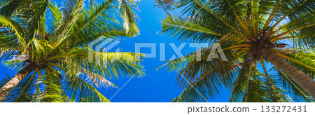 wide panoramic banner with green leaves of coconut palms trees on background of a blue sky in tropics in summer on tropical island. Concept of tourism and travel wide panoramic banner with green leaves of coconut palms trees on background of a blue sky in tropics in summer on tropical island. Concept of tourism and travel 133272431