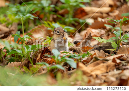A Hokkaido chipmunk stands on dead leaves and eats food 133272520