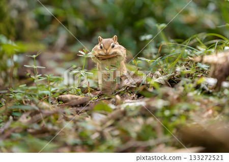 A Hokkaido chipmunk preparing for winter with fallen leaves in its mouth A Hokkaido chipmunk preparing for winter with fallen leaves in its mouth 133272521
