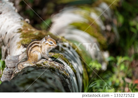 Hokkaido chipmunk resting on a fallen tree Hokkaido chipmunk resting on a fallen tree 133272522