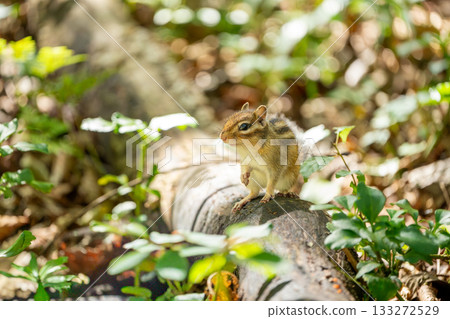 站在倒下的樹上的蝦夷花栗鼠 133272529