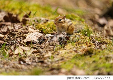 A Hokkaido chipmunk searching for food on the ground A Hokkaido chipmunk searching for food on the ground 133272533