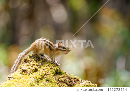 蝦夷花栗鼠盯著樹上的東西 133272534