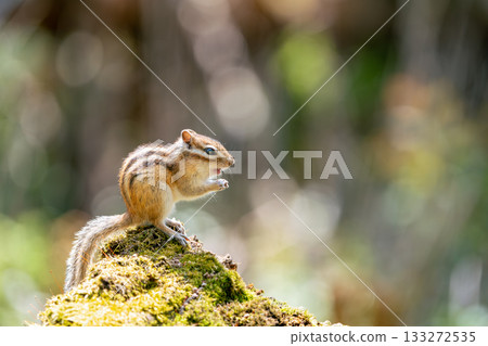 Ezo chipmunk feeding on a fallen tree Ezo chipmunk feeding on a fallen tree 133272535