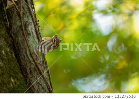 Siberian chipmunk climbing a tree Siberian chipmunk climbing a tree 133272536