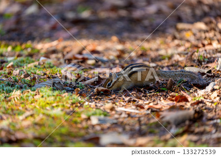 A Hokkaido chipmunk searching for food on fallen leaves 133272539