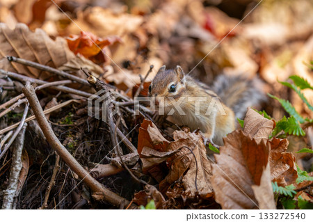 A Hokkaido chipmunk searching for food among dead leaves A Hokkaido chipmunk searching for food among dead leaves 133272540