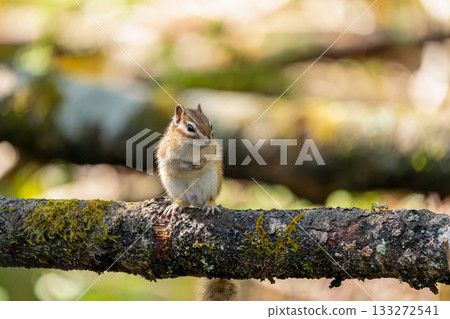 Ezo chipmunk standing on a fallen tree 133272541