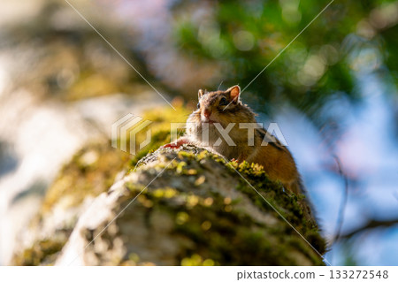 A Hokkaido chipmunk with its cheek pouches inflated while storing food in a tree A Hokkaido chipmunk with its cheek pouches inflated while storing food in a tree 133272548